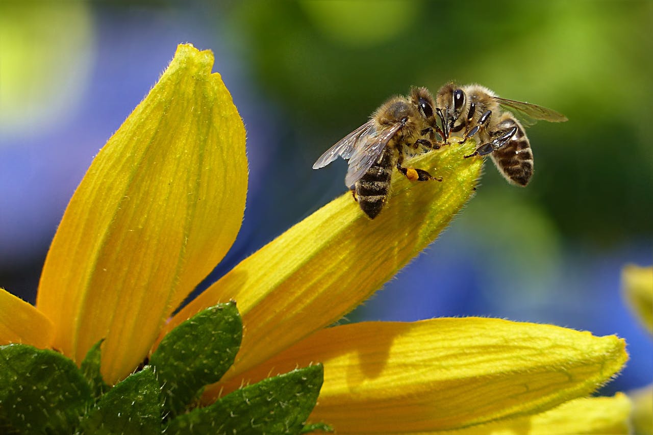 services-01 Close-up of honey bees pollinating a bright yellow flower, capturing nature's beauty and delicate balance.