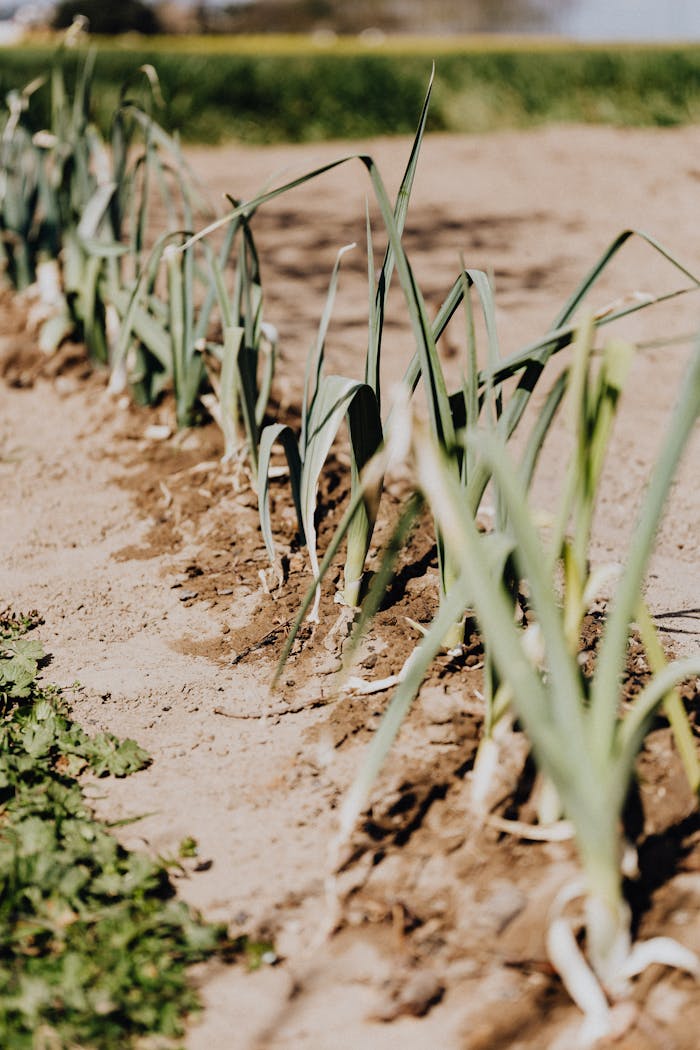 our-journey-02 A row of healthy leek plants growing in a sunny agricultural field.