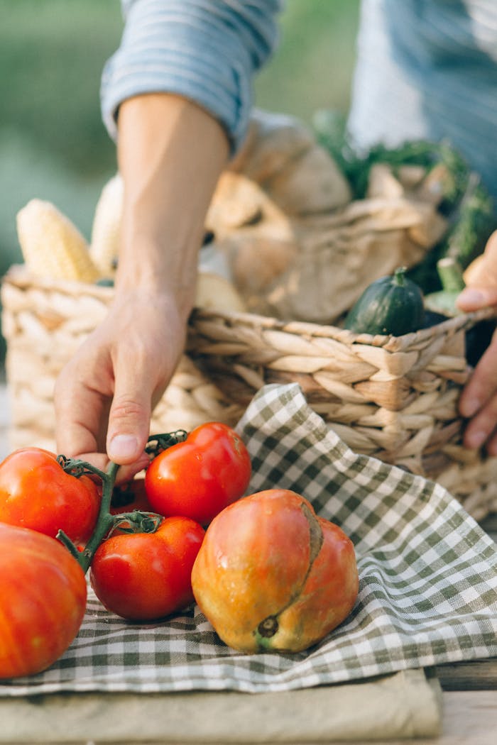 about-02 A person picking fresh organic tomatoes from a garden basket, showcasing natural produce and healthy living.