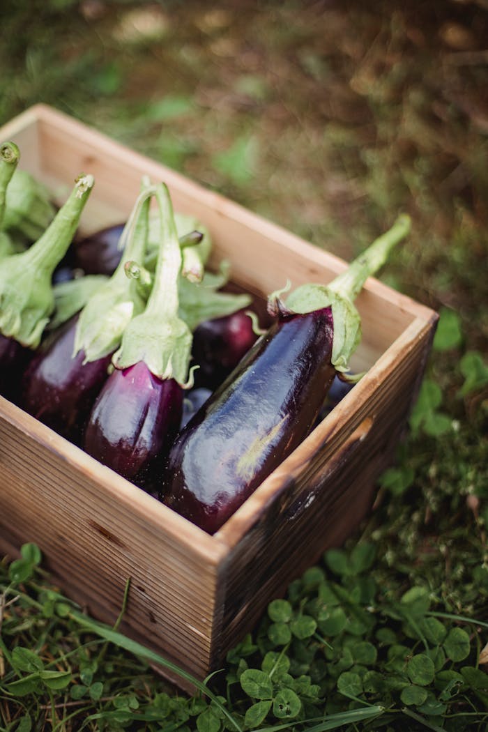 services-02 From above of wooden box with ripe fresh eggplants placed on grassy ground in garden