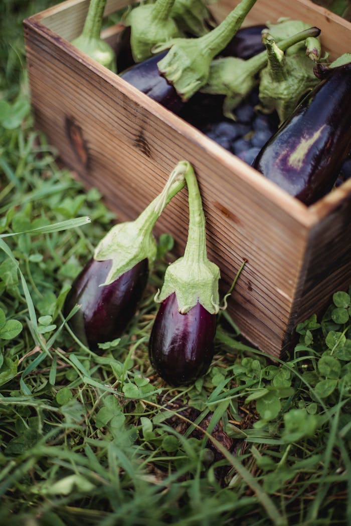 services-04 Ripe eggplants in a wooden box on grassy ground, showcasing a rustic harvest theme.