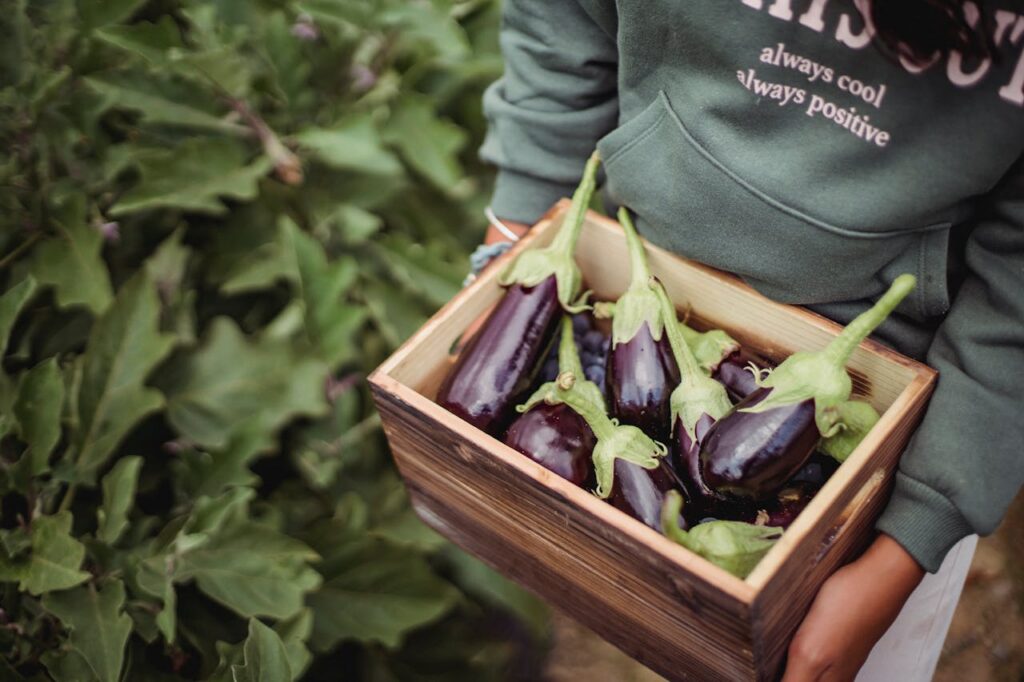 Mastering the First Impression: Your intriguing post title goes here A person holding a wooden box filled with freshly harvested eggplants on a farm.