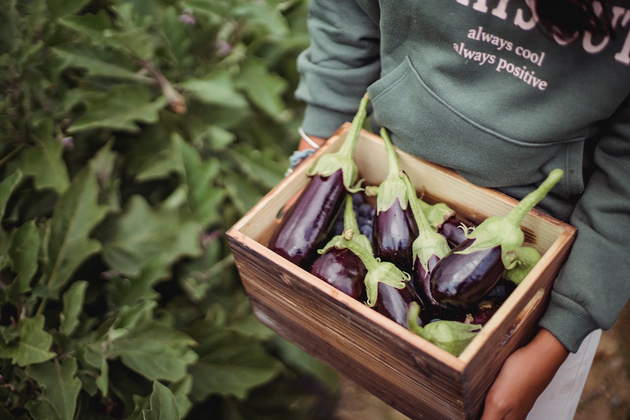 Mastering the First Impression: Your intriguing post title goes here A person holding a wooden box filled with freshly harvested eggplants on a farm.