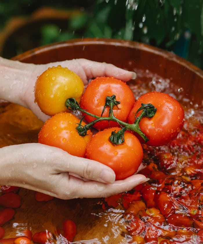 our-journey-03 Hands washing ripe tomatoes, emphasizing freshness and organic farming.