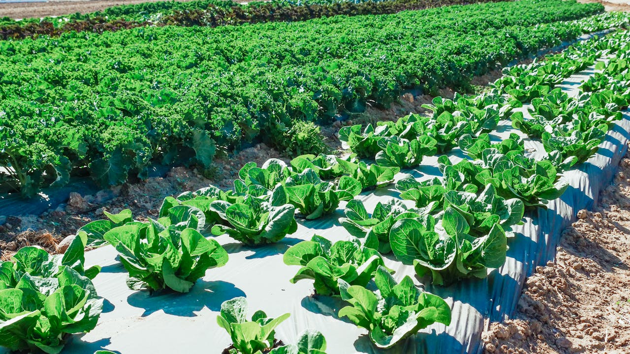 our-journey-01 Rows of vibrant green vegetables growing in an outdoor plantation under bright sunlight.